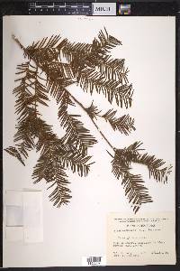 Taxus globosa image