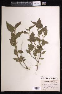 Acalypha synoica image