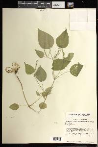 Acalypha setosa image