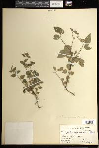 Acalypha longispicata image