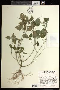 Acalypha setosa image