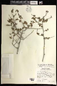 Acalypha saxicola image
