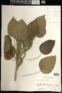 Acalypha macrostachya image