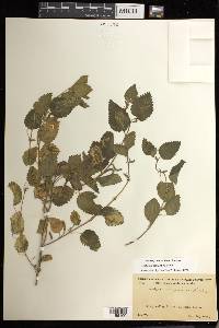 Acalypha californica image