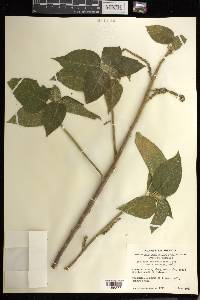 Acalypha macrostachya image