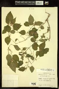 Acalypha microphylla image