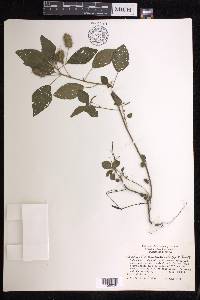 Acalypha arvensis image