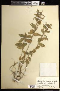 Acalypha dioica image