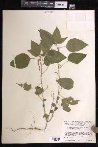 Acalypha arvensis image