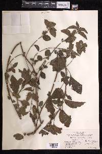 Acalypha arvensis image