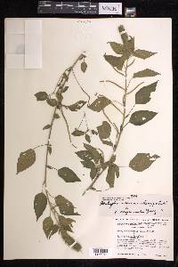 Acalypha arvensis image