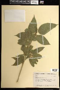Acalypha macrostachya image