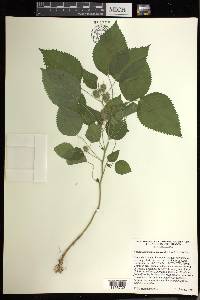 Acalypha pseudalopecuroides image
