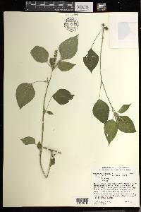 Acalypha setosa image