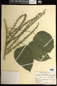 Acalypha macrostachya image