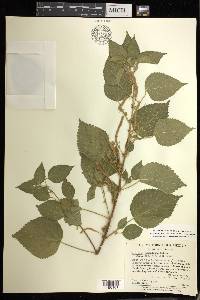 Acalypha comonduana image