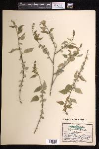 Acalypha synoica image