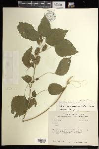 Acalypha pseudalopecuroides image