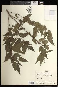 Acalypha firmula image