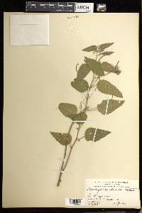 Acalypha dioica image