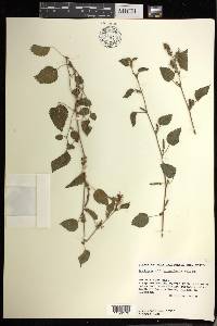 Acalypha comonduana image