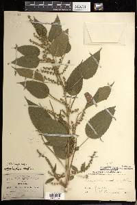 Acalypha subviscida image