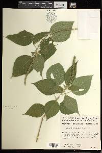 Acalypha schiedeana image