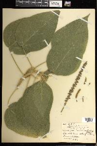 Acalypha macrostachya image