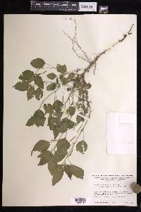 Acalypha arvensis image