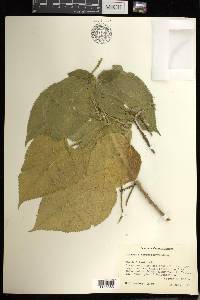 Acalypha macrostachya image