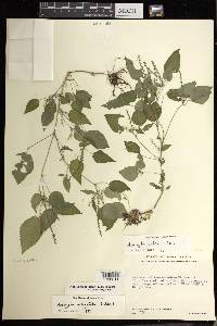 Acalypha setosa image