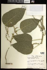 Acalypha macrostachya image