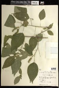 Acalypha schiedeana image