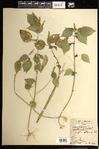 Acalypha setosa image