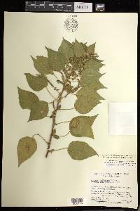 Acalypha comonduana image