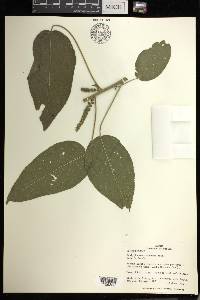 Acalypha macrostachya image