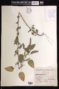 Acalypha ostryifolia image