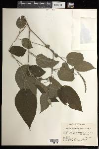 Acalypha chordantha image