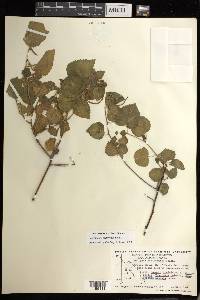 Acalypha californica image