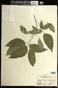 Acalypha schiedeana image