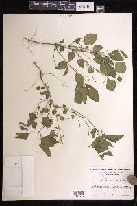 Acalypha arvensis image