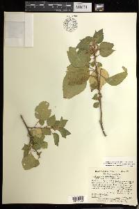 Acalypha comonduana image