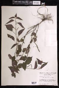 Acalypha arvensis image