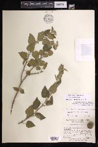 Acalypha californica image