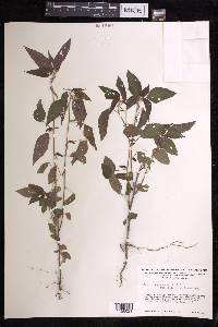 Acalypha arvensis image