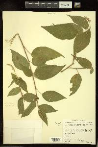 Acalypha schiedeana image