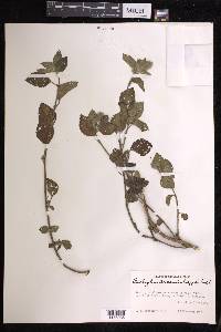 Acalypha arvensis image