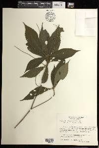 Acalypha diversifolia image