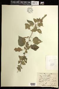 Acalypha comonduana image