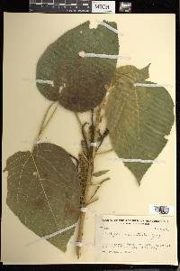 Acalypha macrostachya image